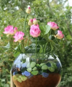 Nasiona kwiatów lotosu Bonsai Premium (10 nasion/opakowanie)